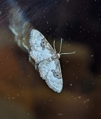 Idaea mustelata