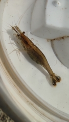 Atyaephyra desmarestii