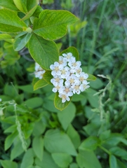 Physocarpus intermedius
