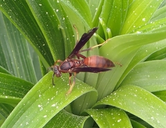 Polistes