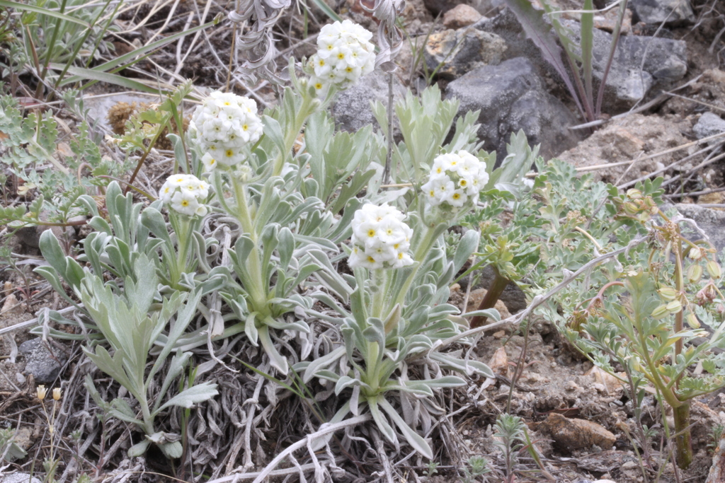 low cryptantha