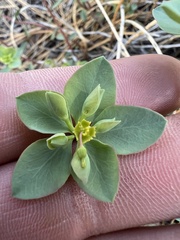 Euphorbia lurida