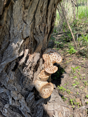 Cerioporus squamosus