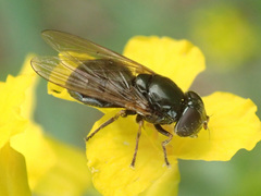 Cheilosia pagana
