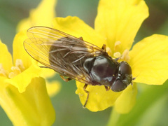 Cheilosia pagana