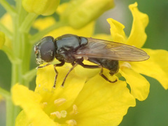 Cheilosia pagana