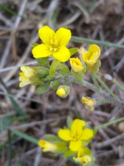 Physaria arenosa