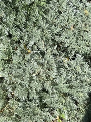 Artemisia vulgaris vulgaris
