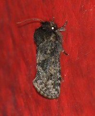 Acrolophus variabilis