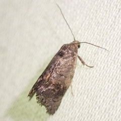 Oxytropha ametalla