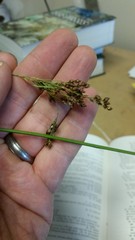 Rhynchospora elliottii