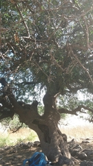 Pistacia terebinthus palaestina