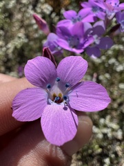 Saltugilia splendens