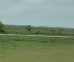 Coracias garrulus garrulus