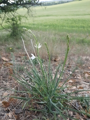 Anthericum liliago