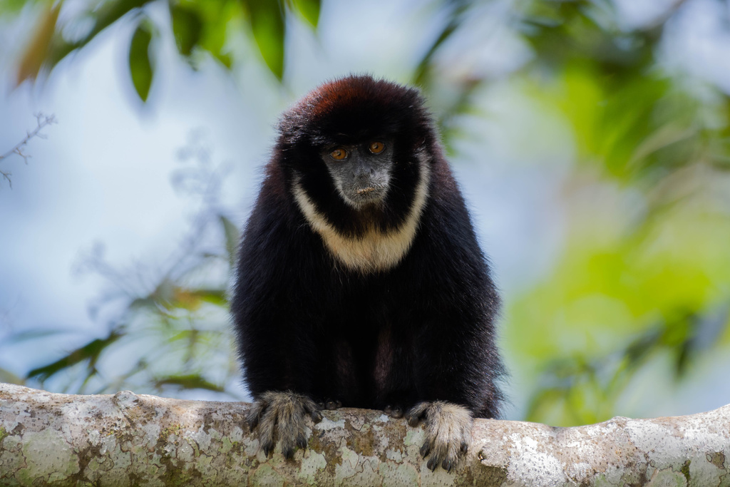 Collared Titi