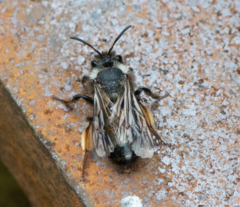 Andrena clarkella