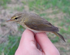 Phylloscopus trochilus acredula