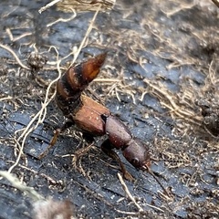 Platydracus cinnamopterus