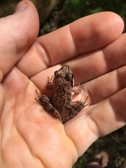 Lithobates sylvaticus