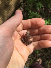 Lithobates sylvaticus