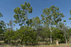 Grevillea parallela