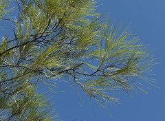 Grevillea parallela