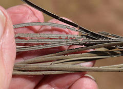 Grevillea parallela