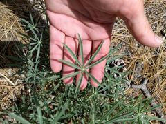 Lupinus hyacinthinus