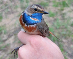 Luscinia svecica svecica