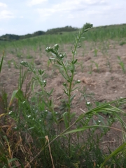 Buglossoides incrassata
