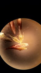 Rhynchospora glomerata