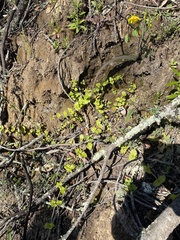 Clinopodium douglasii