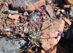 Streptanthus glandulosus pulchellus