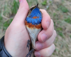 Luscinia svecica svecica