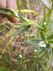 Buglossoides incrassata