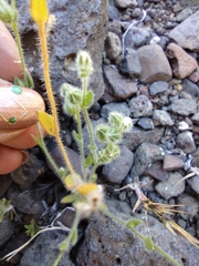 Plagiobothrys tenellus