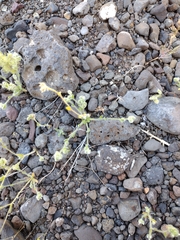 Plagiobothrys tenellus