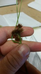 Rhynchospora glomerata