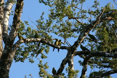 Enicognathus leptorhynchus