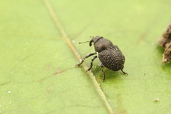 Zacladus exiguus