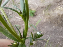 Buglossoides incrassata