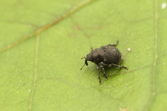 Zacladus exiguus