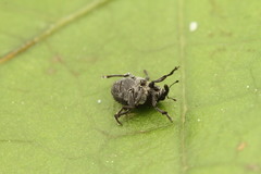 Zacladus exiguus