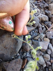 Plagiobothrys tenellus