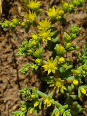Sedum nuttallii