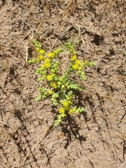 Sedum nuttallii