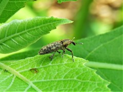 Lixus scrobicollis