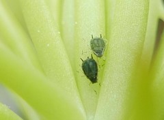 Aphis sedi