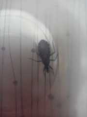Triatoma infestans